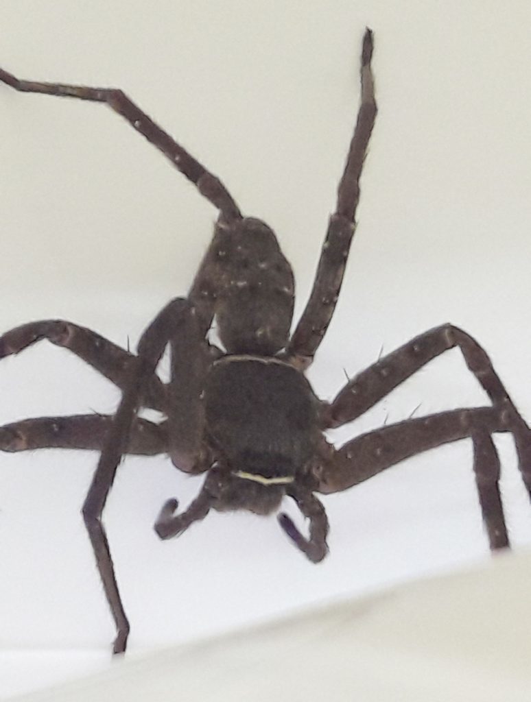 Huntsman spider found by the SSPCA