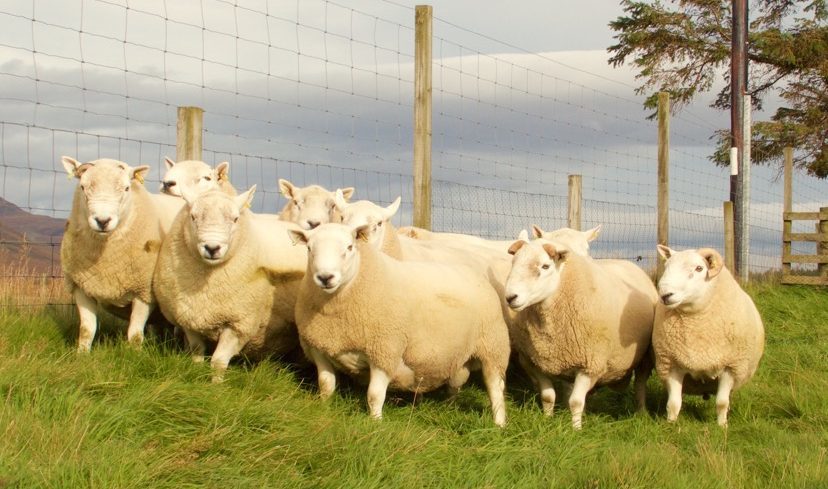 Sutherland farms and estates showed off their best tups ahead of the Lairg sale