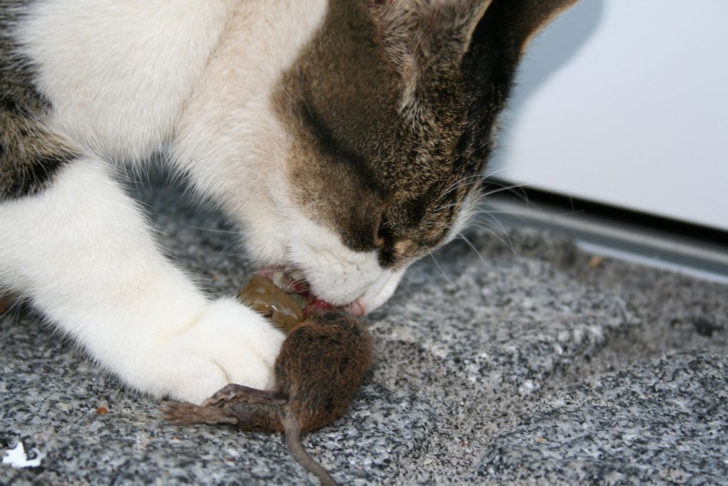 A game of cat and mouse