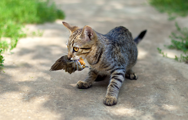 A cat catches a bird