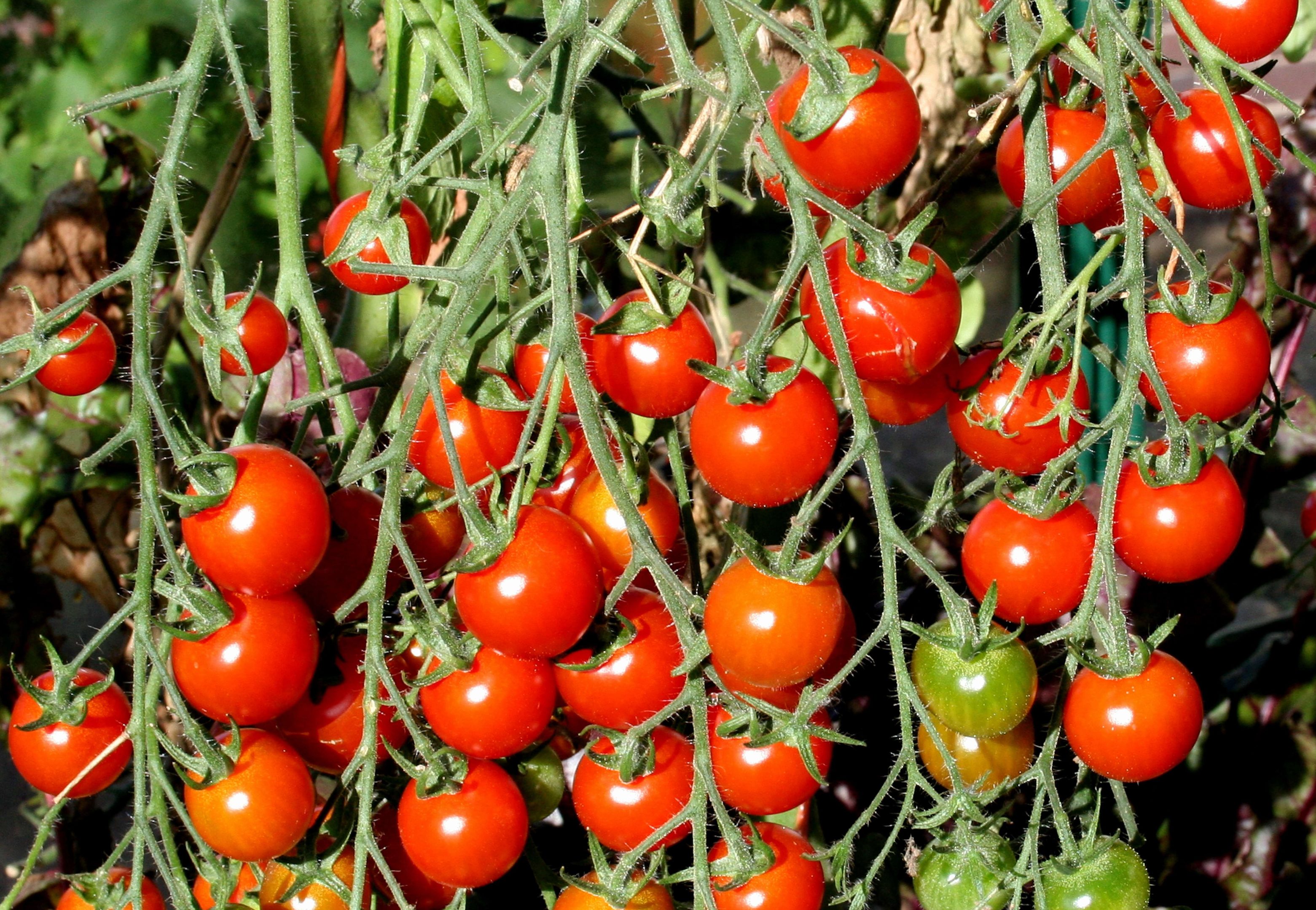 Cherry tomatoes ripening
