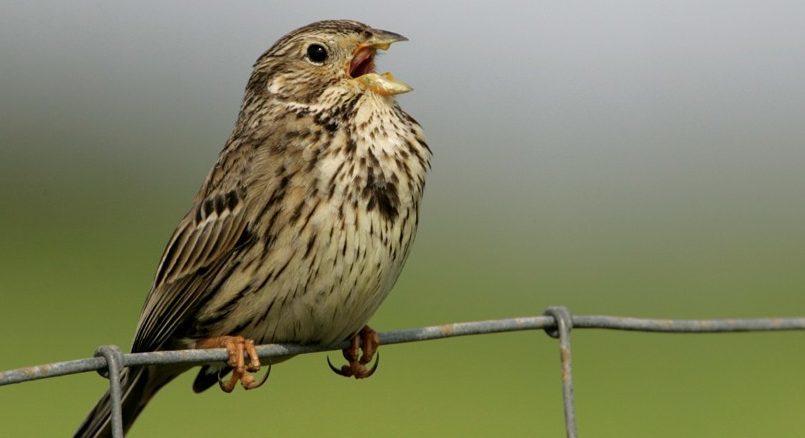 A Corn Bunting.