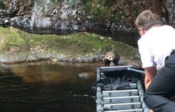 Rescuing the ferret was a tricky operation.