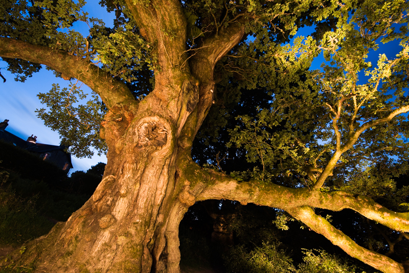 The Birnam Oak.