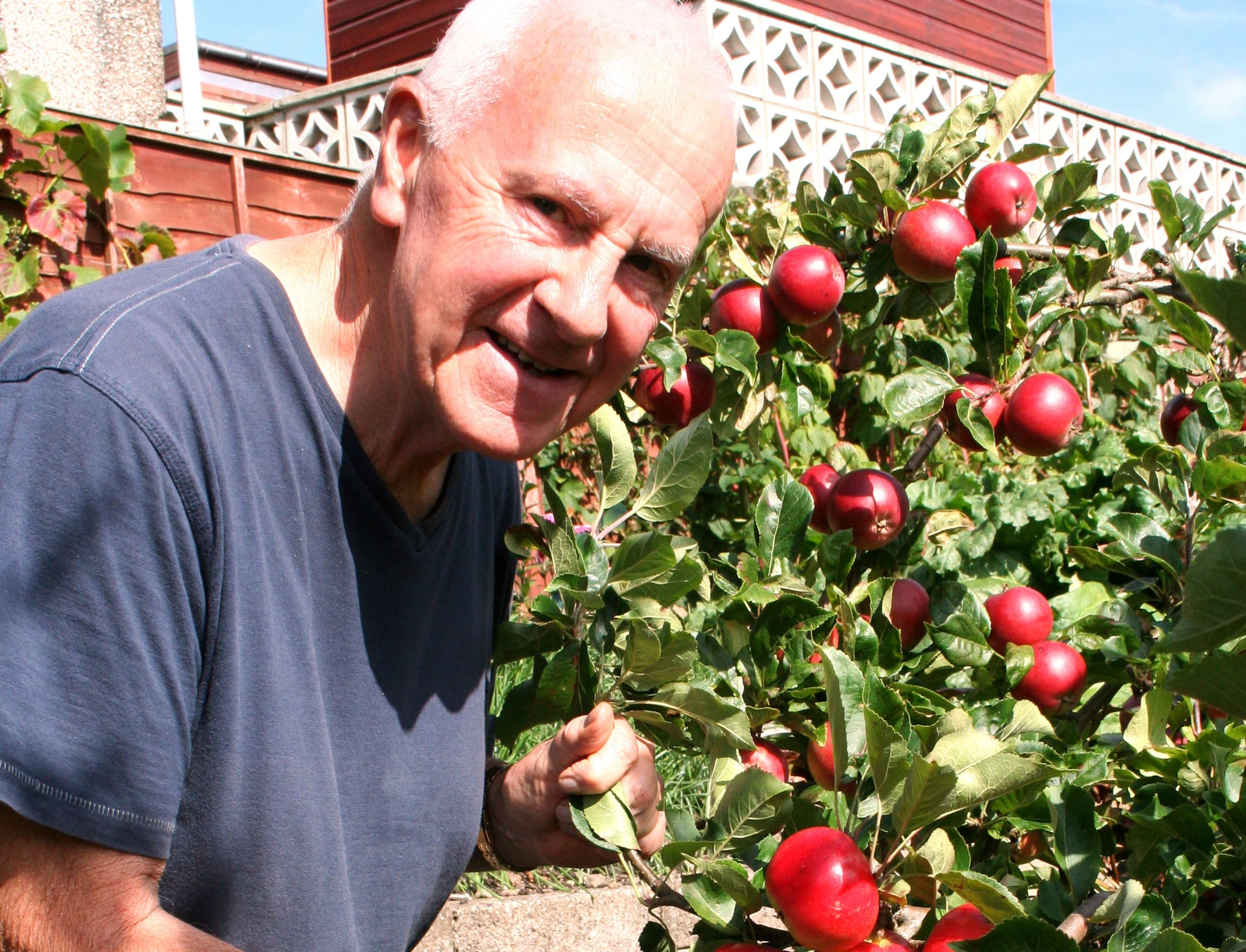 John picks early apples