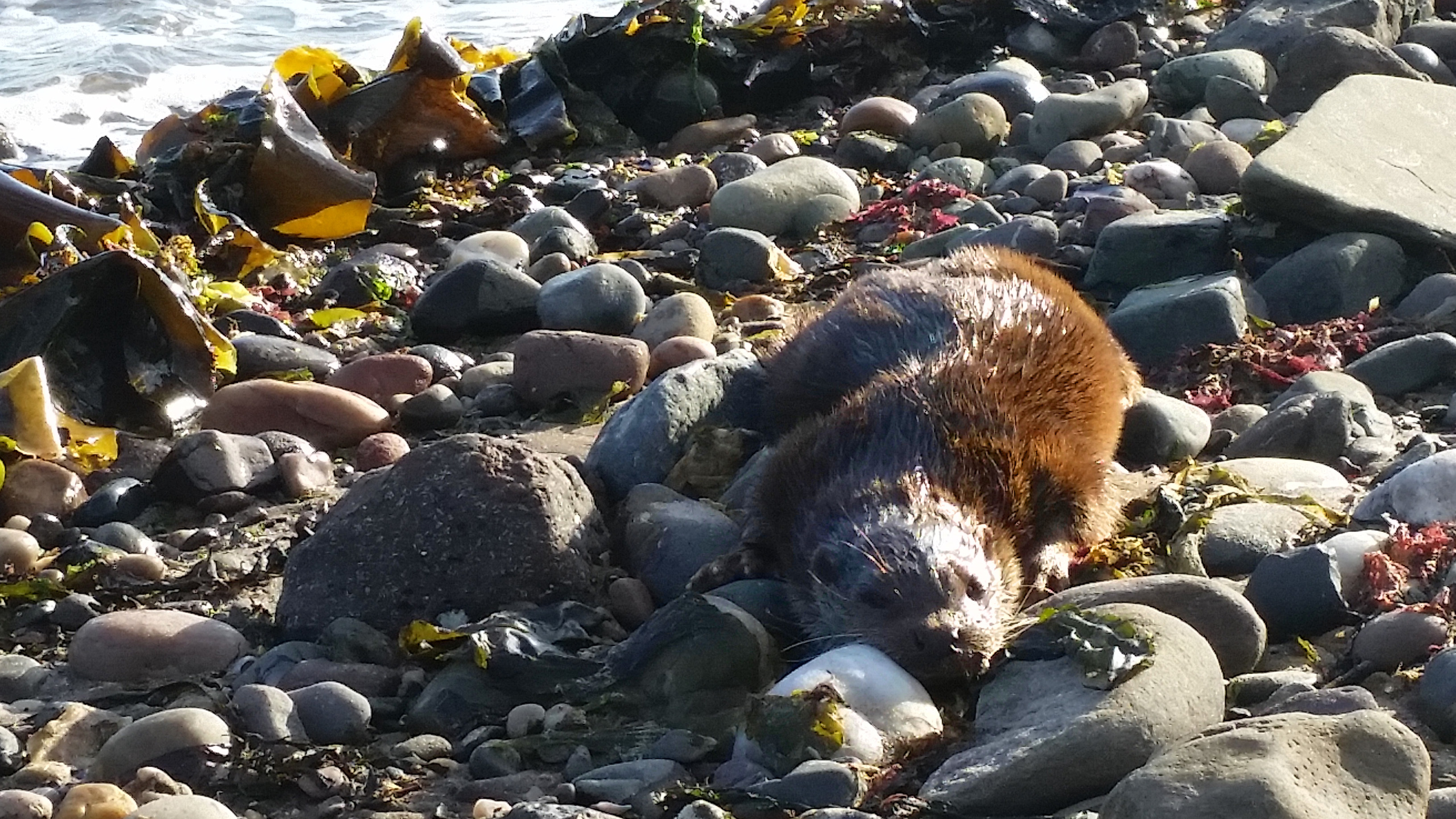 Otter on Broughty Ferry beach