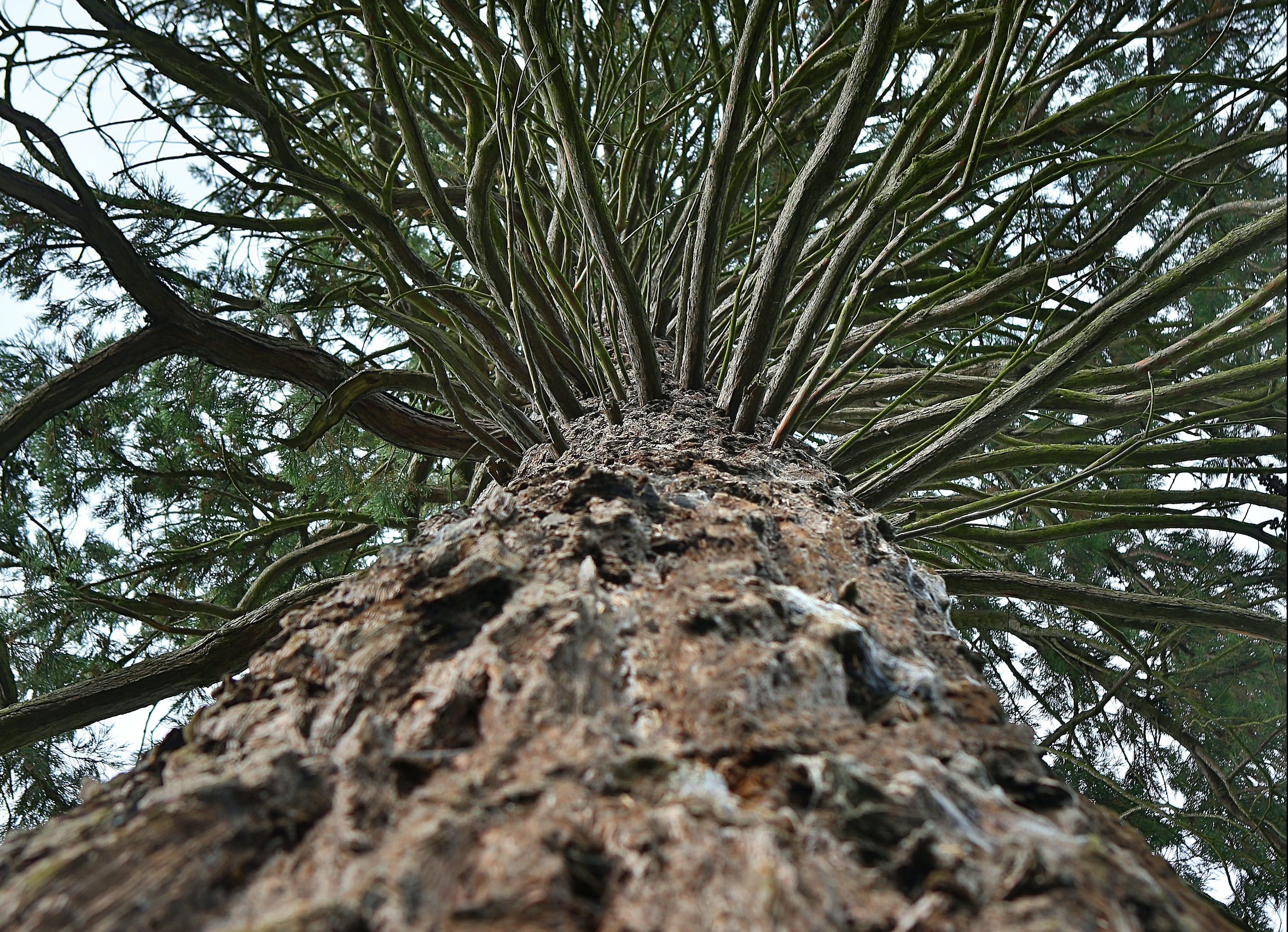 Giant redwood tree at Inchture