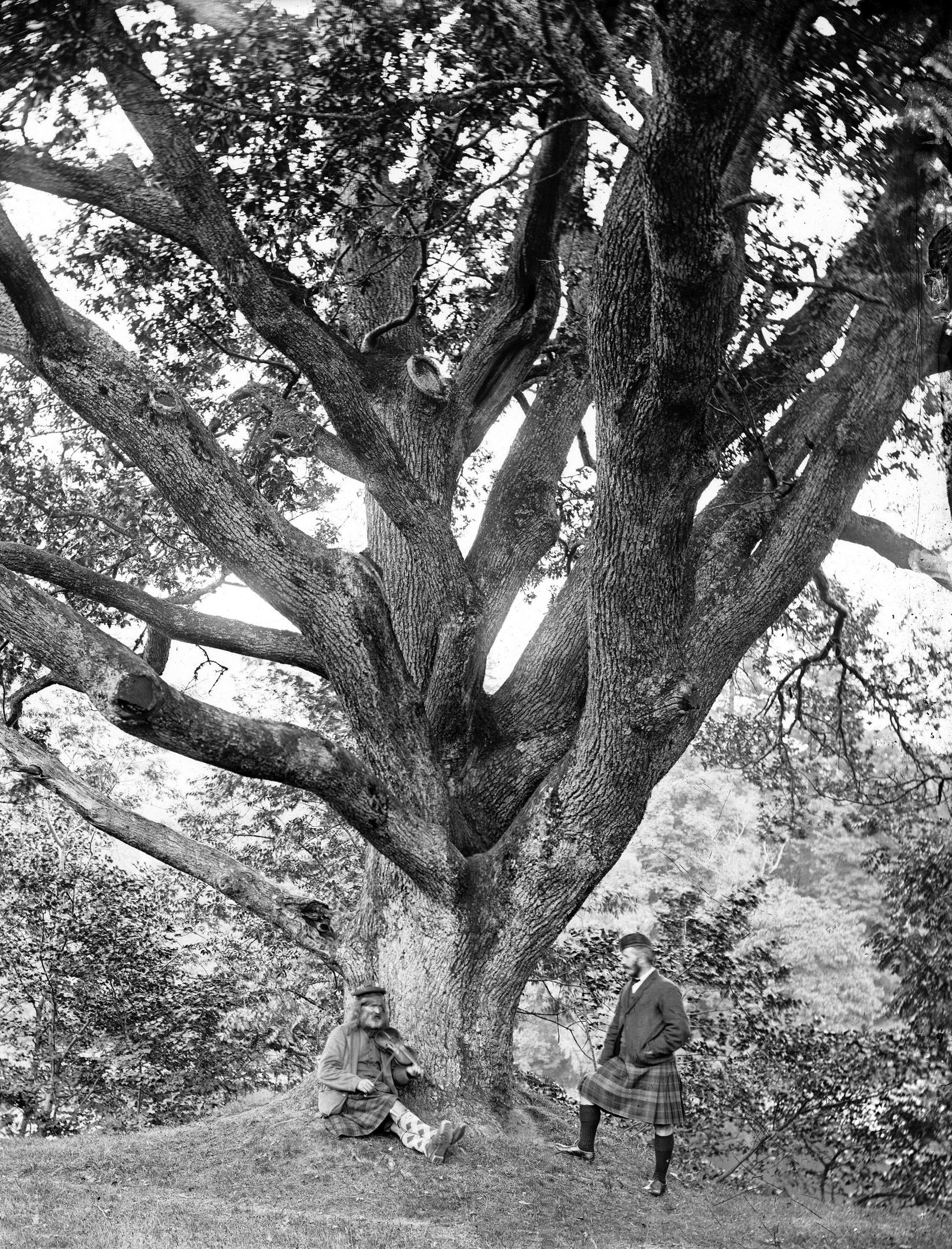 Niel Gows Oak in Dunkeld