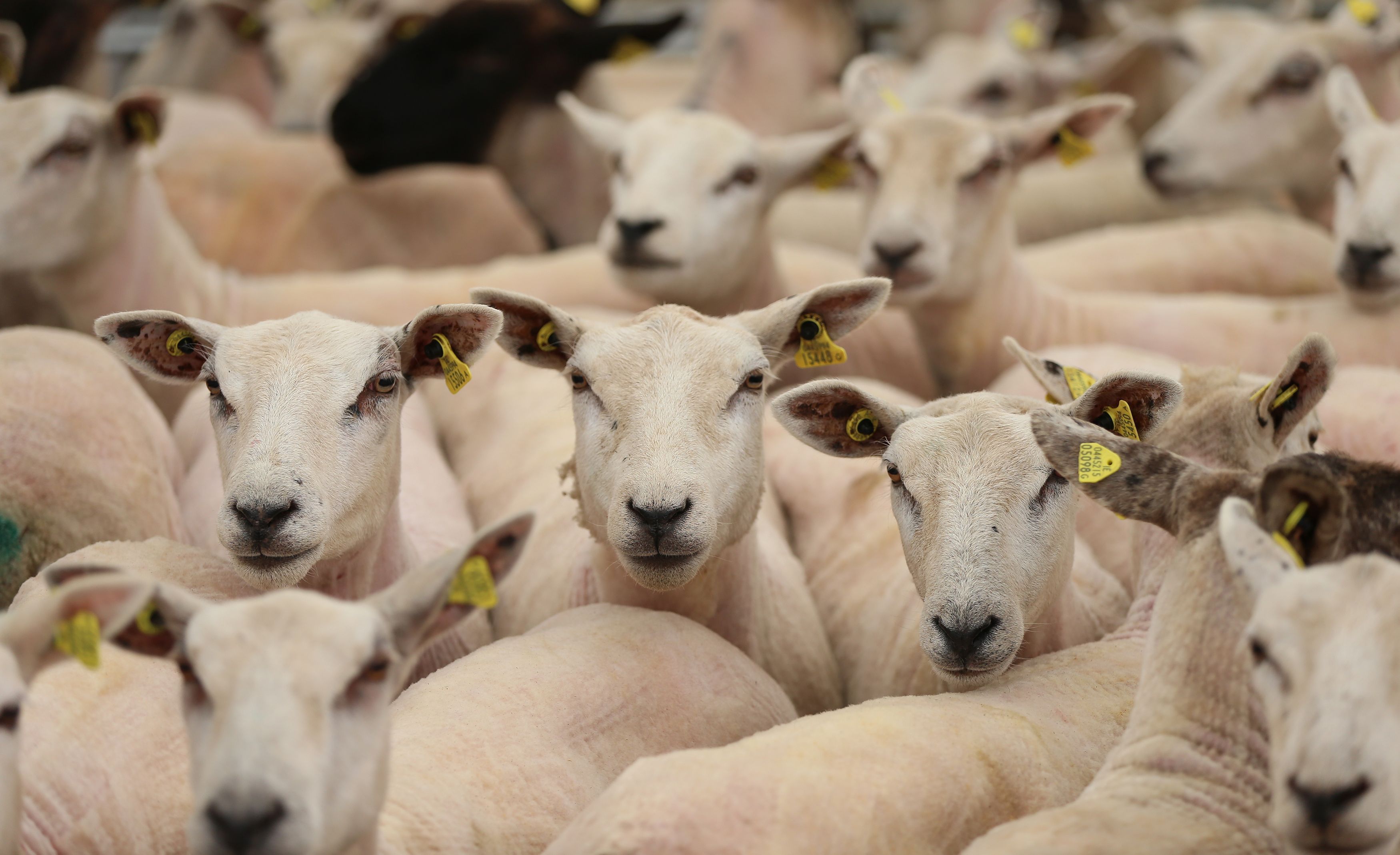 More than a third of British sheepmeat is exported