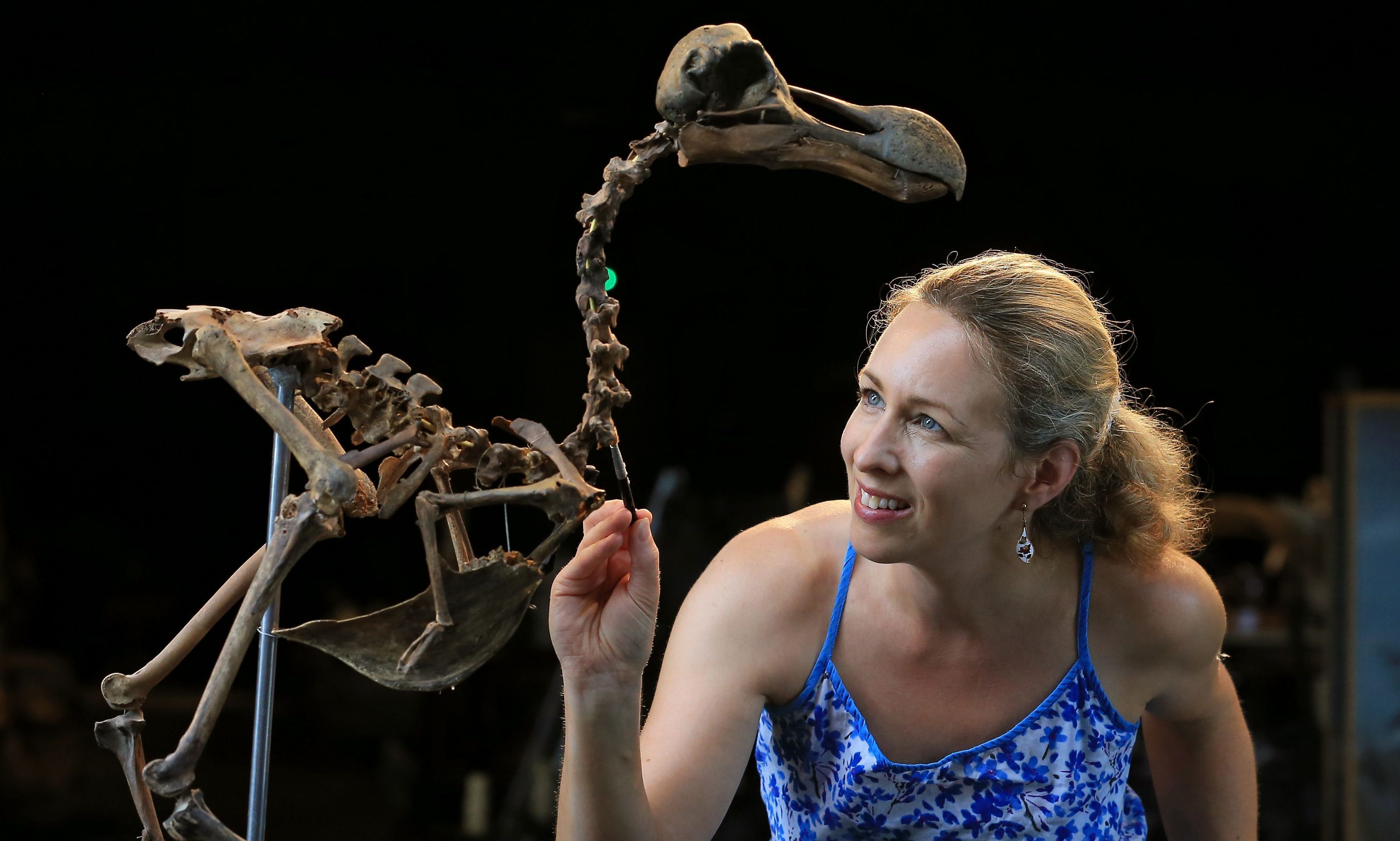 Auction house employee Lindsay Hoadley with the dodo skeleton.