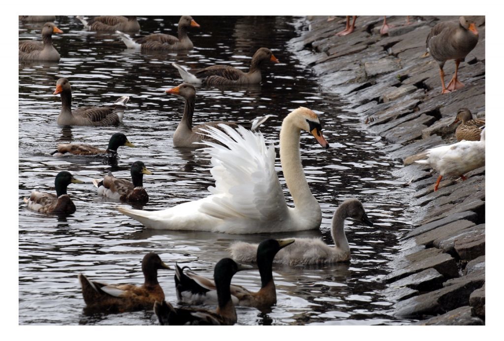 Swans and ducks are popular draws for the public at Beveridge Park.