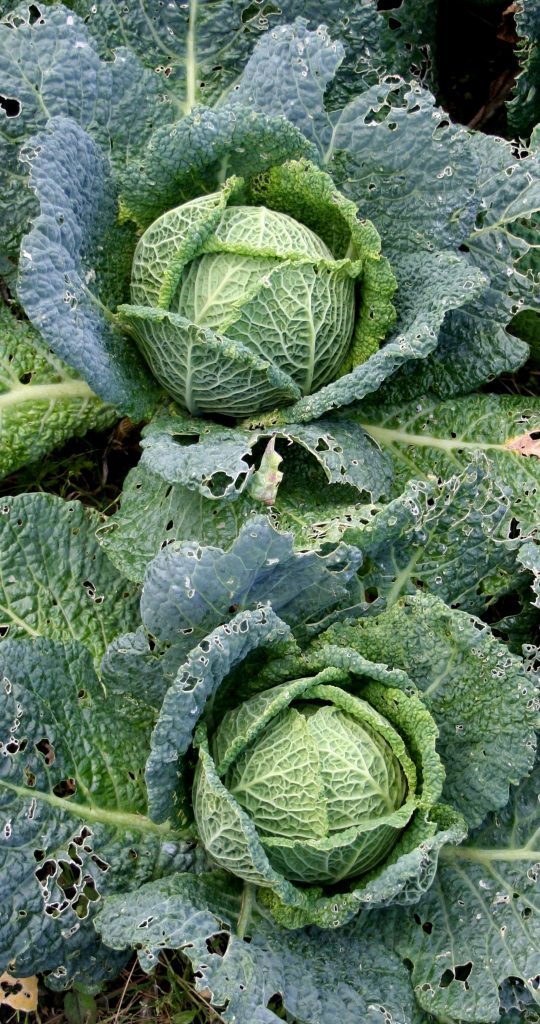 Savoy winter cabbage
