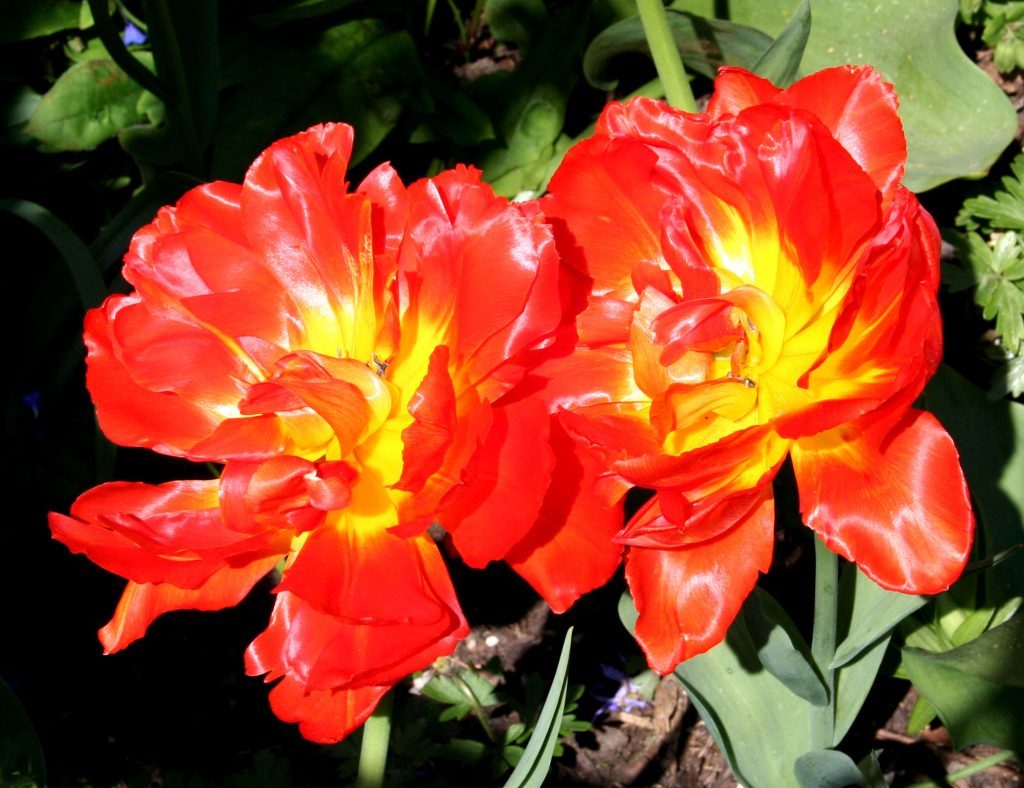 Tulip monte orange
