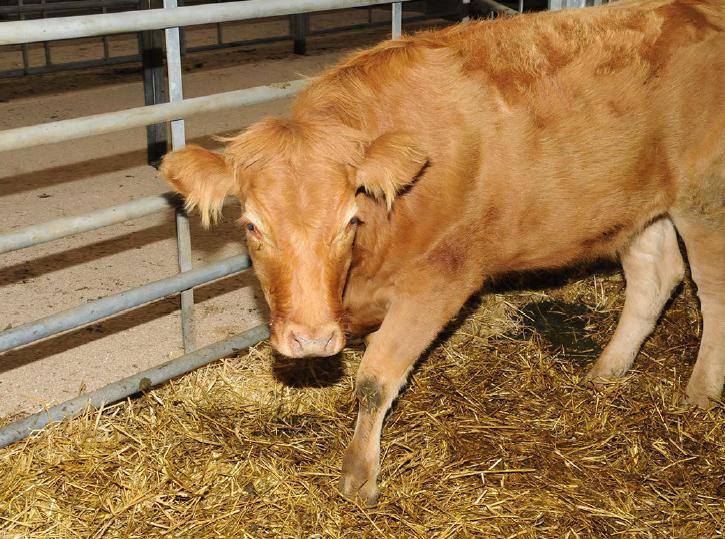 One of the cows found wandering near Forfar.