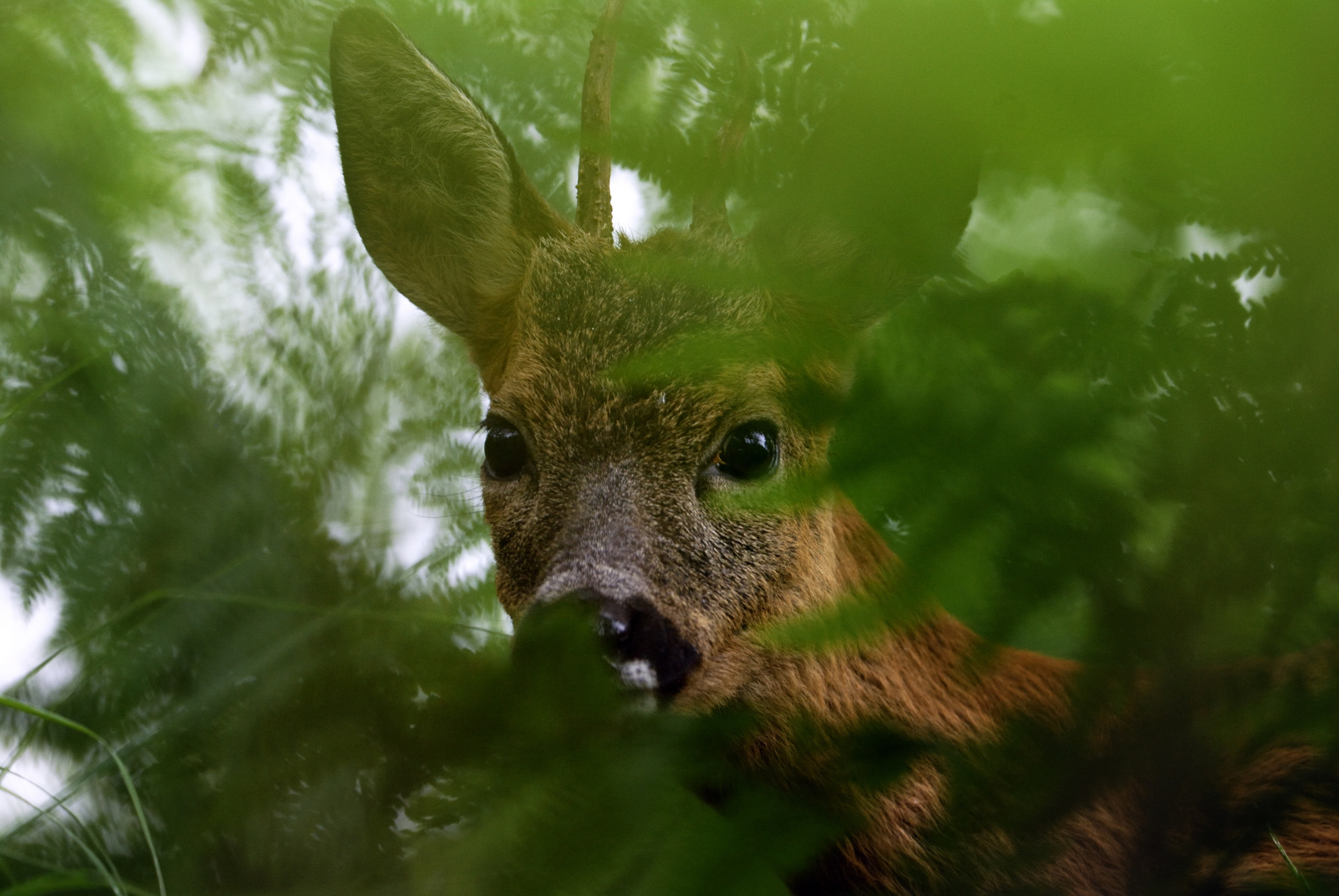 A roe deer