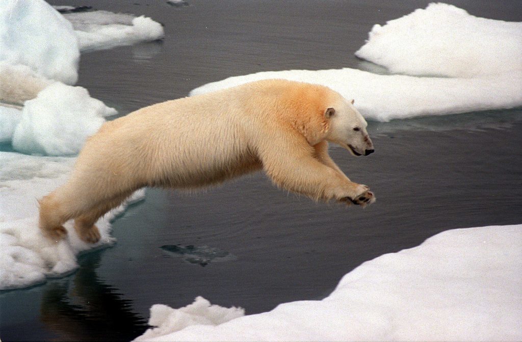 A Polar Bear leaps across the water on Herald Island in the Chukchi Sea in the Artic Ocean on Tuesday July 27 1999. Climate change is affecting wildlife in the Arctic by melting their habitat, according to new evidence.