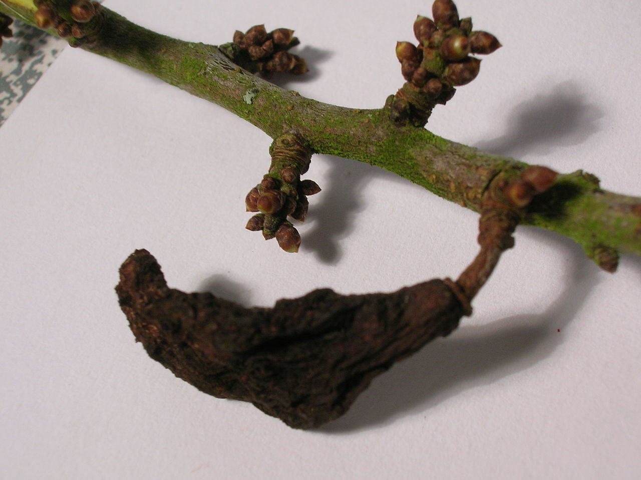 A diseased blackthorn with Taphrina pruni