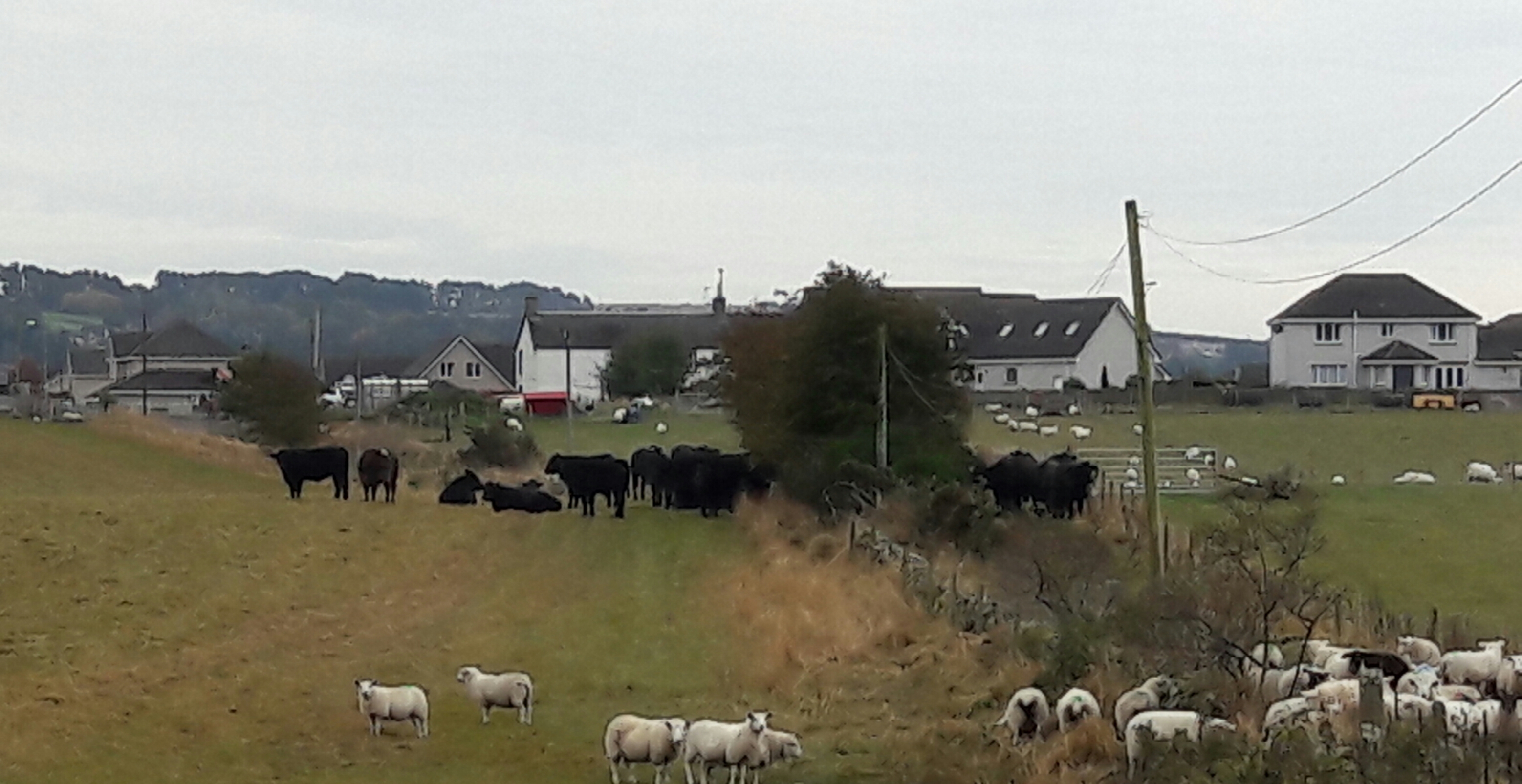 Some of the escapees at Turfbeg Farm, Forfar