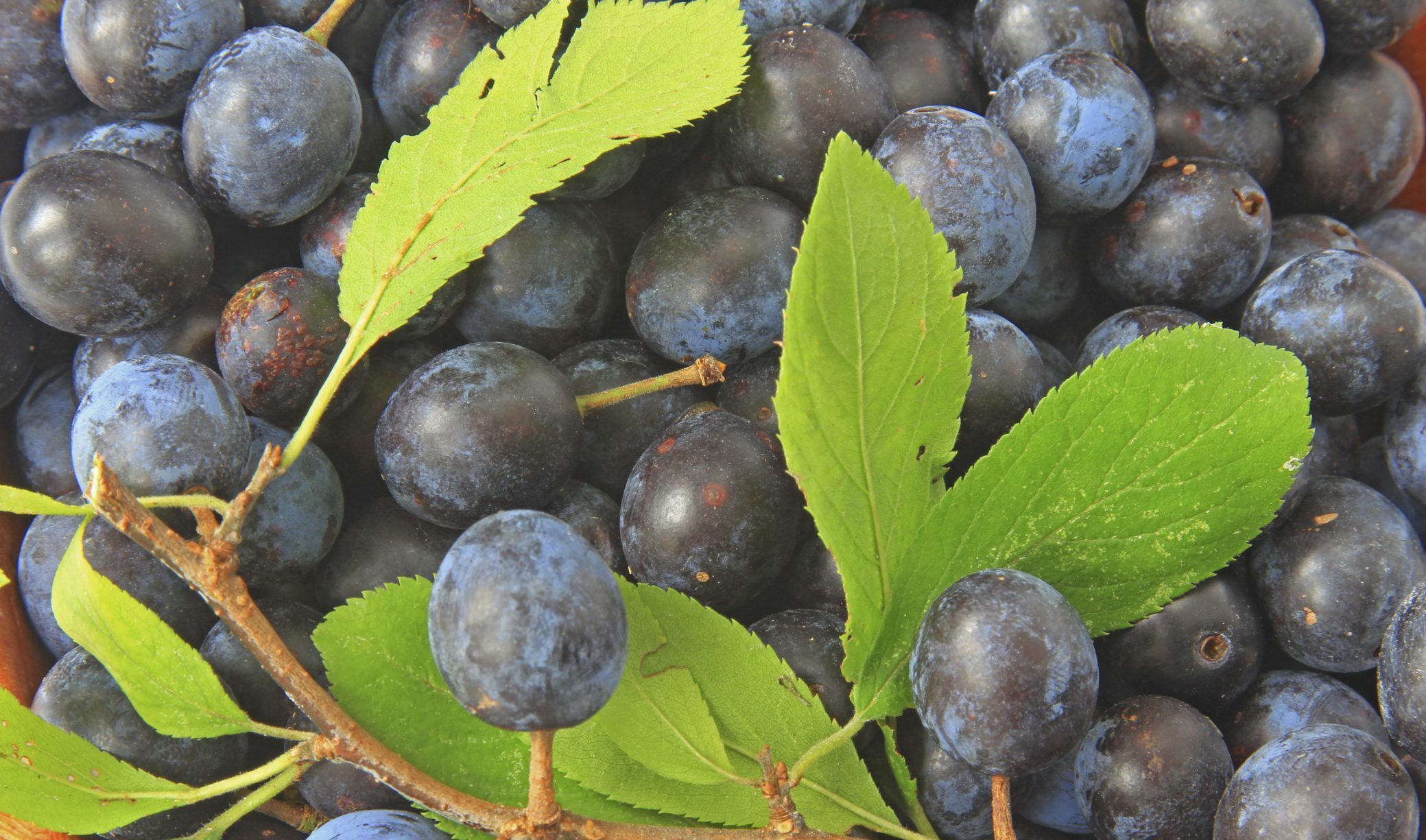Sloes like these are vital for sloe gin production