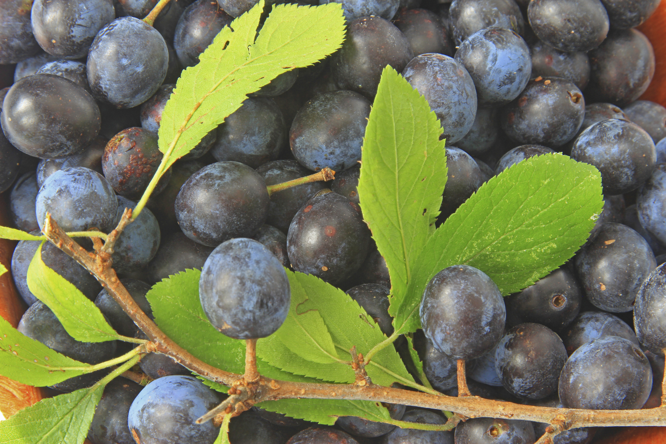 Blackthorn bushes have been hit by the pocket plum fungus resulting in a poor sloe harvest