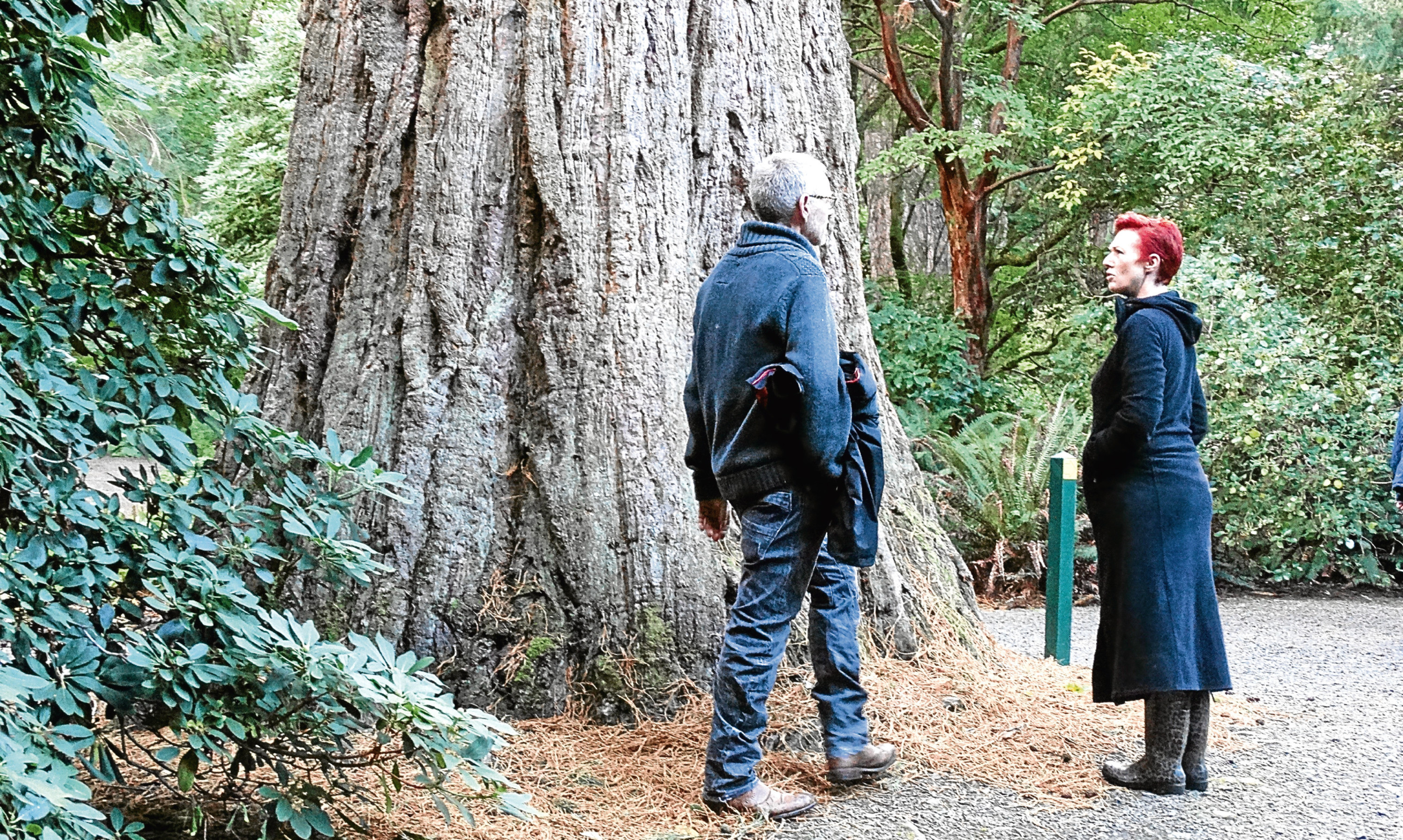 Angus's son James and his wife Harriet admiring the giant redwood at Dawyck Botanic Garden in the Borders.