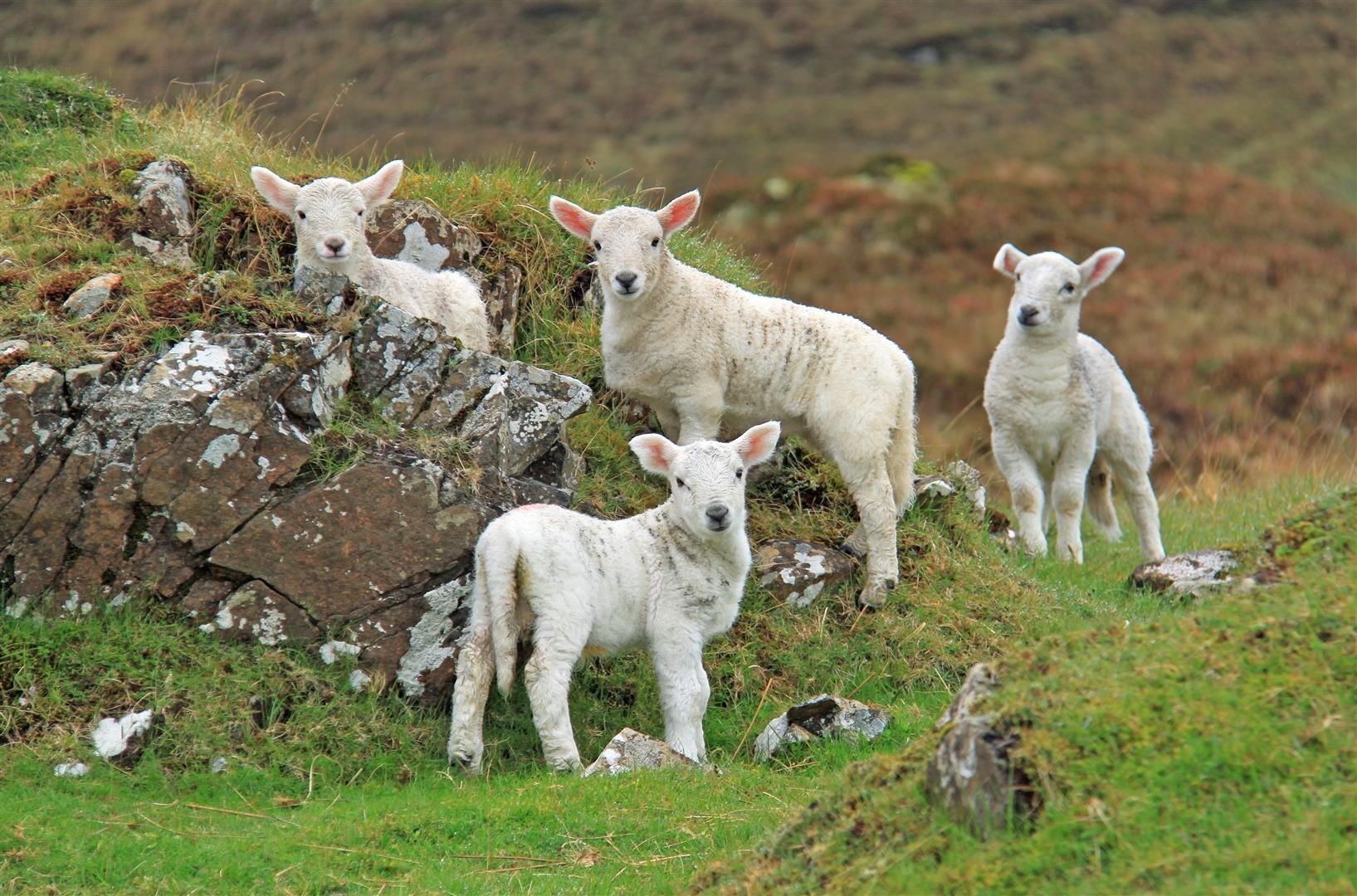 Schmallenberg is not expected to be found in many Scottish flocks this spring