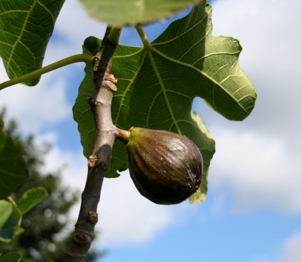 fig-brown-turkey