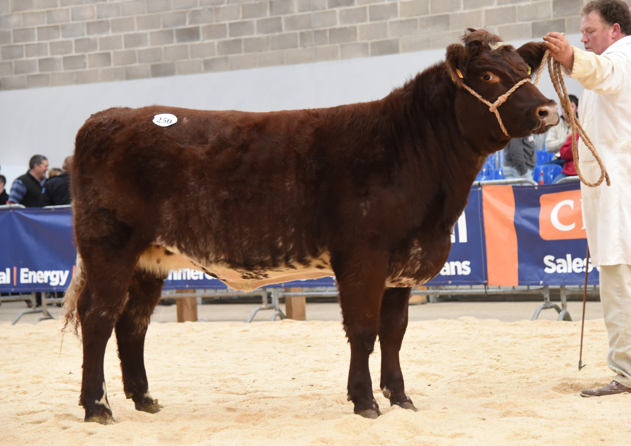 Coldrochie Grace Beauty sold for 11,000gns
