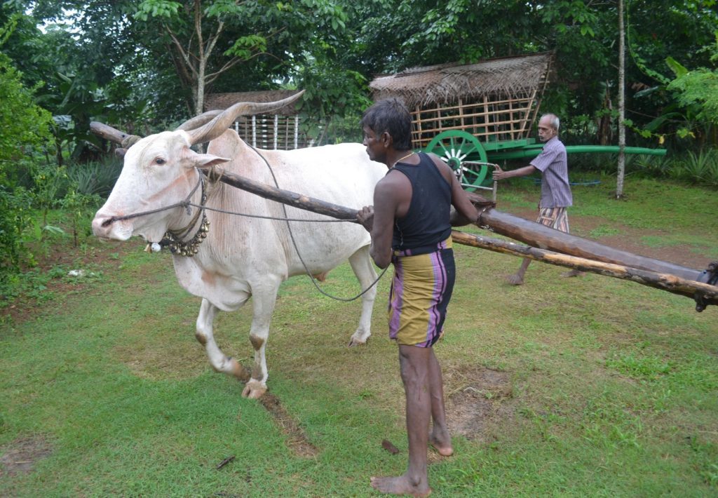 A bull grinding coconut oil at family-run farmhouse in Bandaragama, Sri Lanka. See PA Feature 