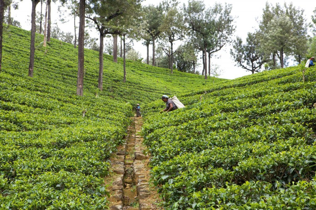 Fields of tea leaves at Raigam Estate in Kiriwattuduwa, Sri Lanka. See PA Feature TRAVEL Sri Lanka. 