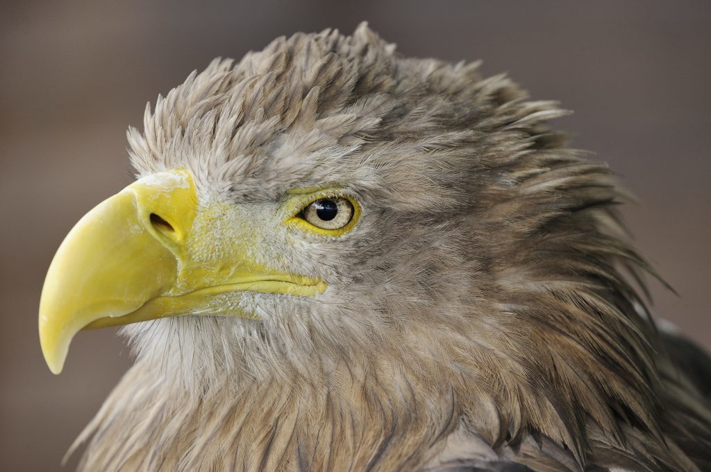 A captive white-tailed eagle 