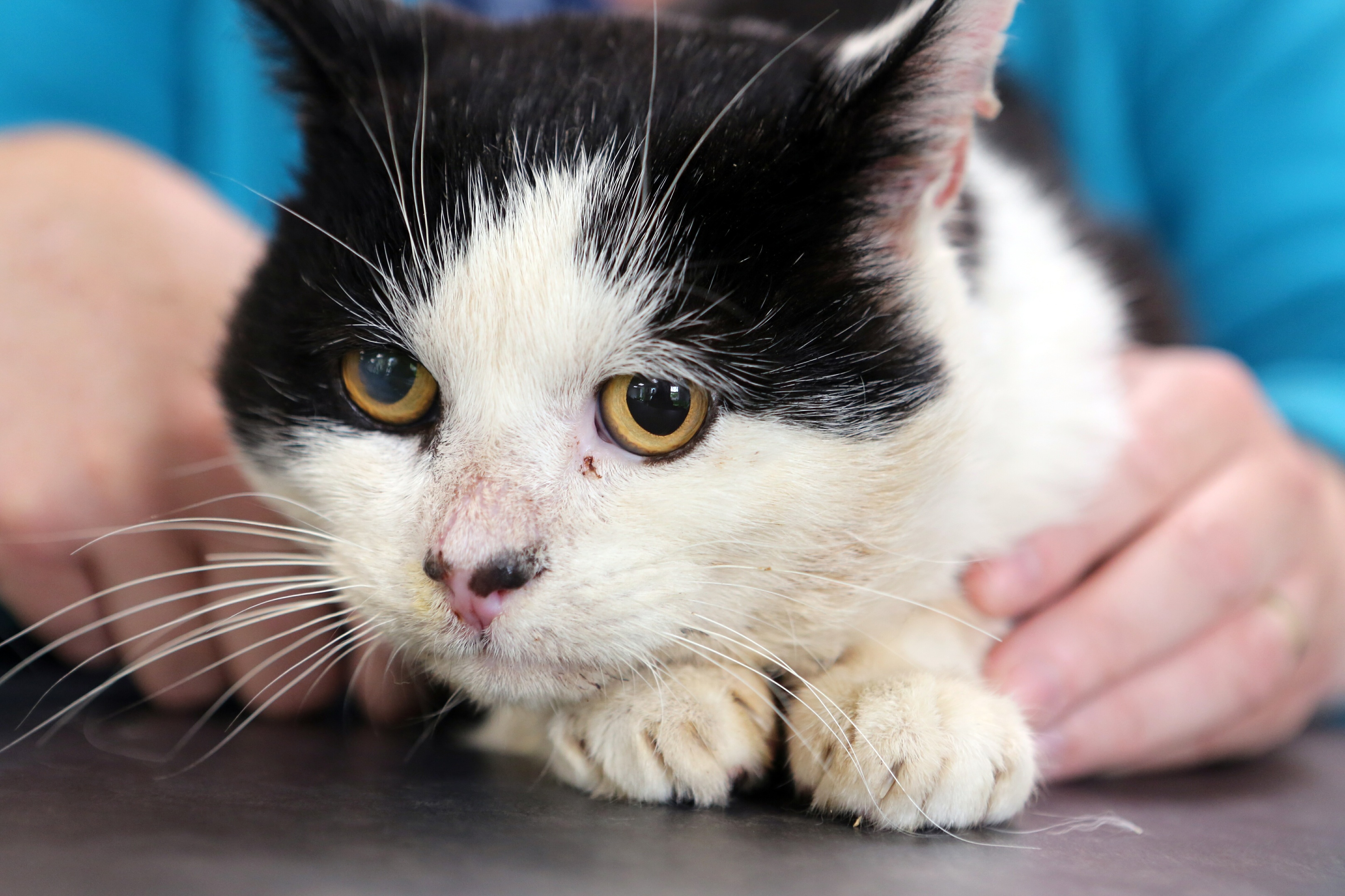 Angus the cat is one of hundreds that the charity has helped.