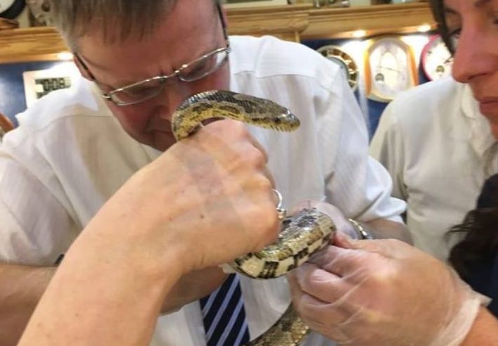 Vets and jewellers, led by Victor and Sons owner George Kusza painstakingly cut the snake free.