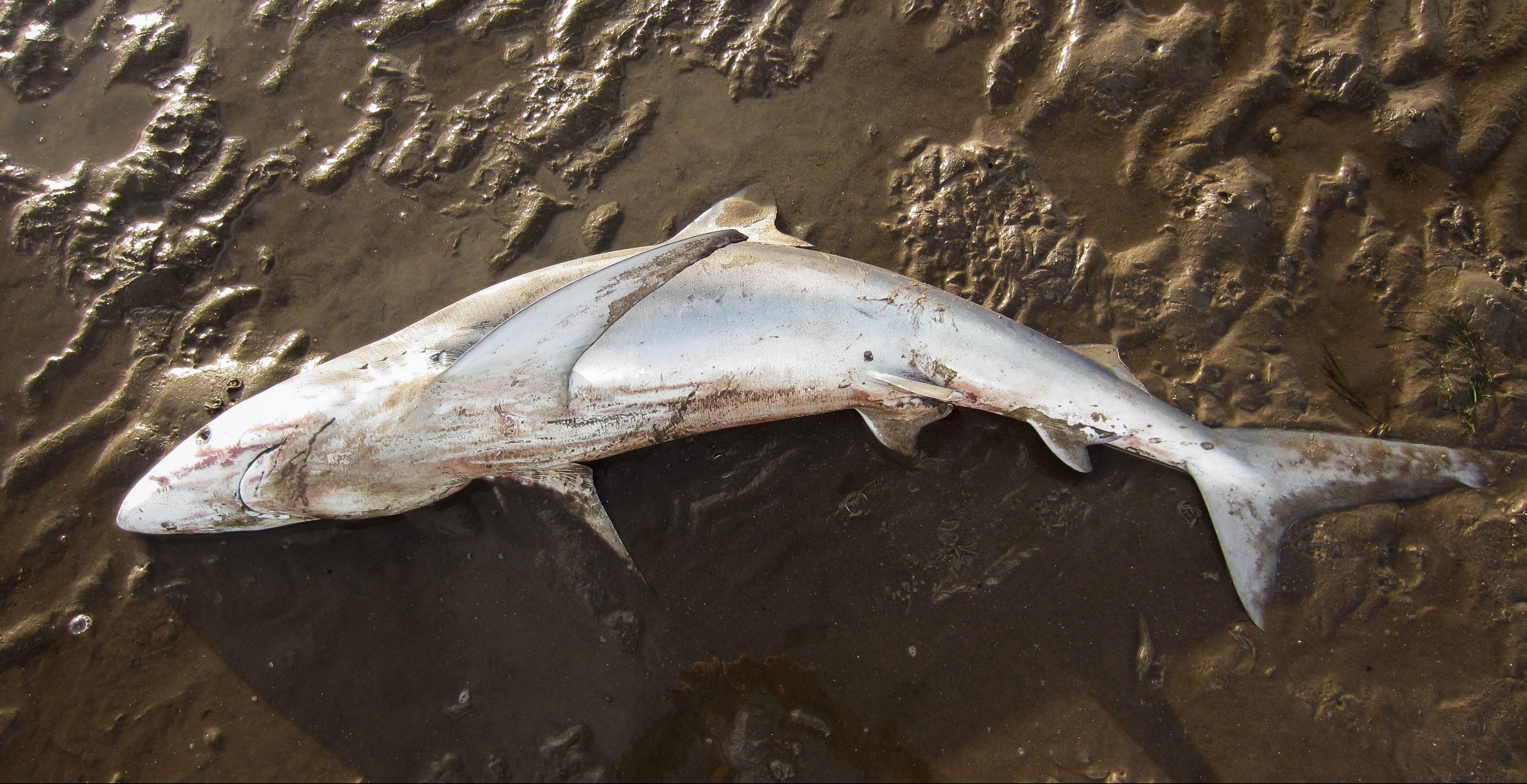 The shark was discovered by a dog walker on Monday.