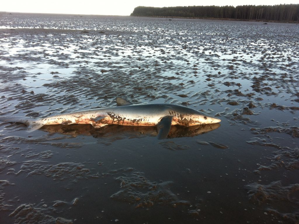 tentsmuir_shark-1-of-1-5