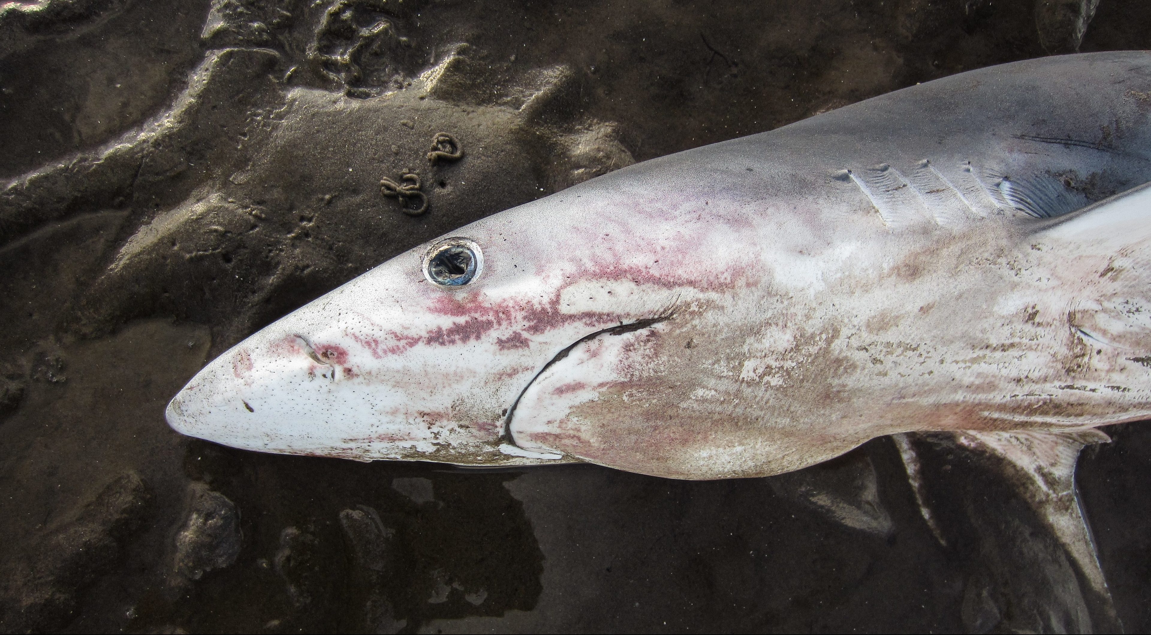 The shark, believed to be a blue shark, was found by a dog walker on Monday.