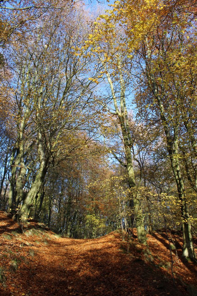 1-beech-trees-in-harran-hill-wood-james-carron-take-a-hike