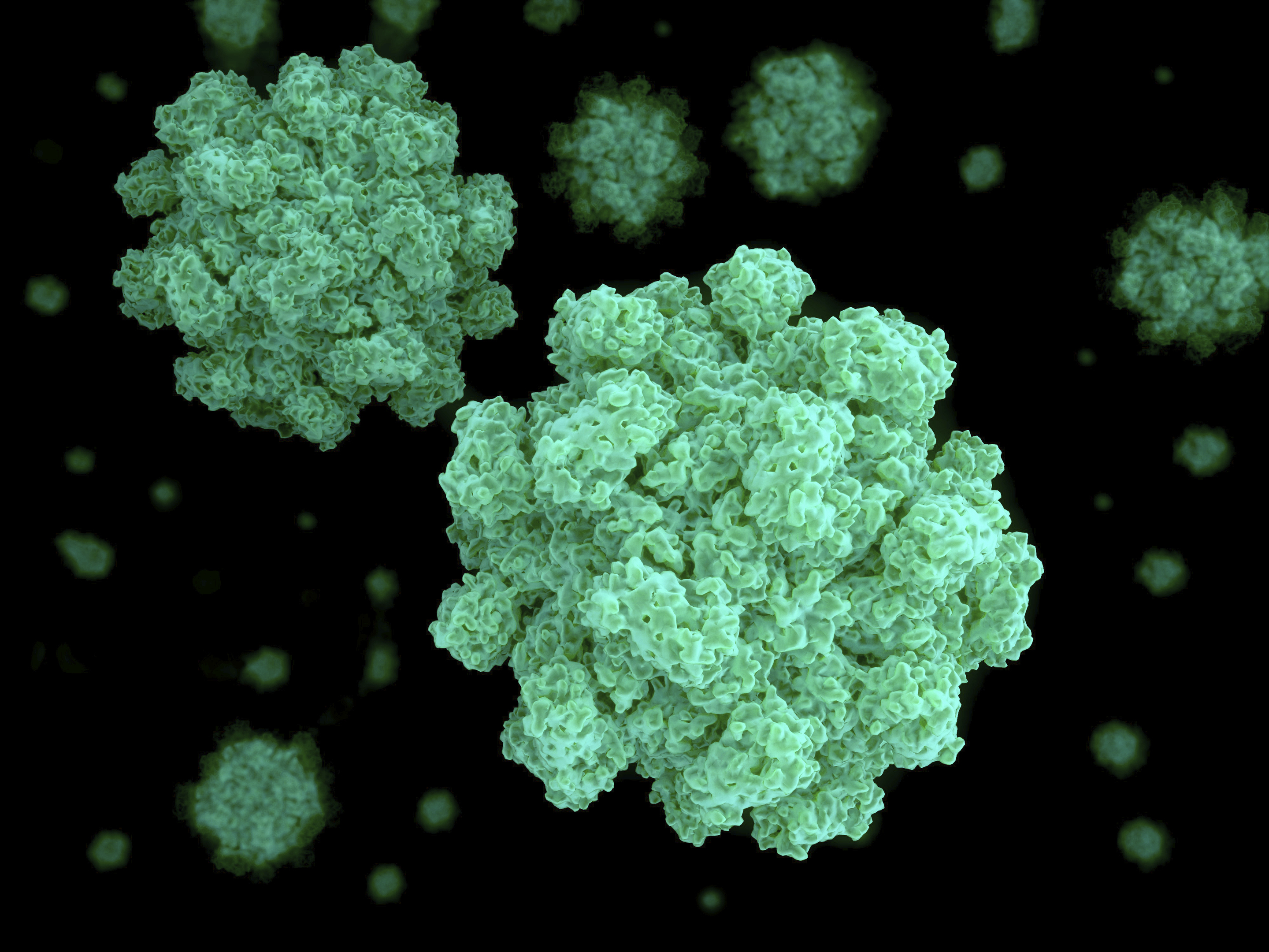 Norovirus, also known as the winter vomiting bug