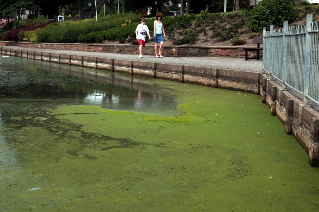 A green algae bloom at Keptie Ponds in 2013.