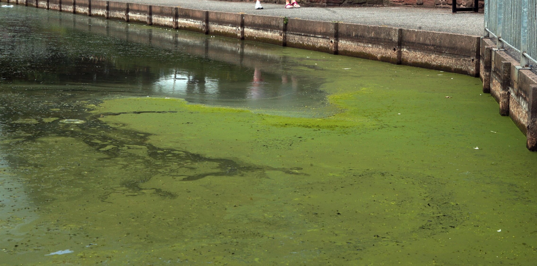 Some algae is toxic and can be dangerous to pets.