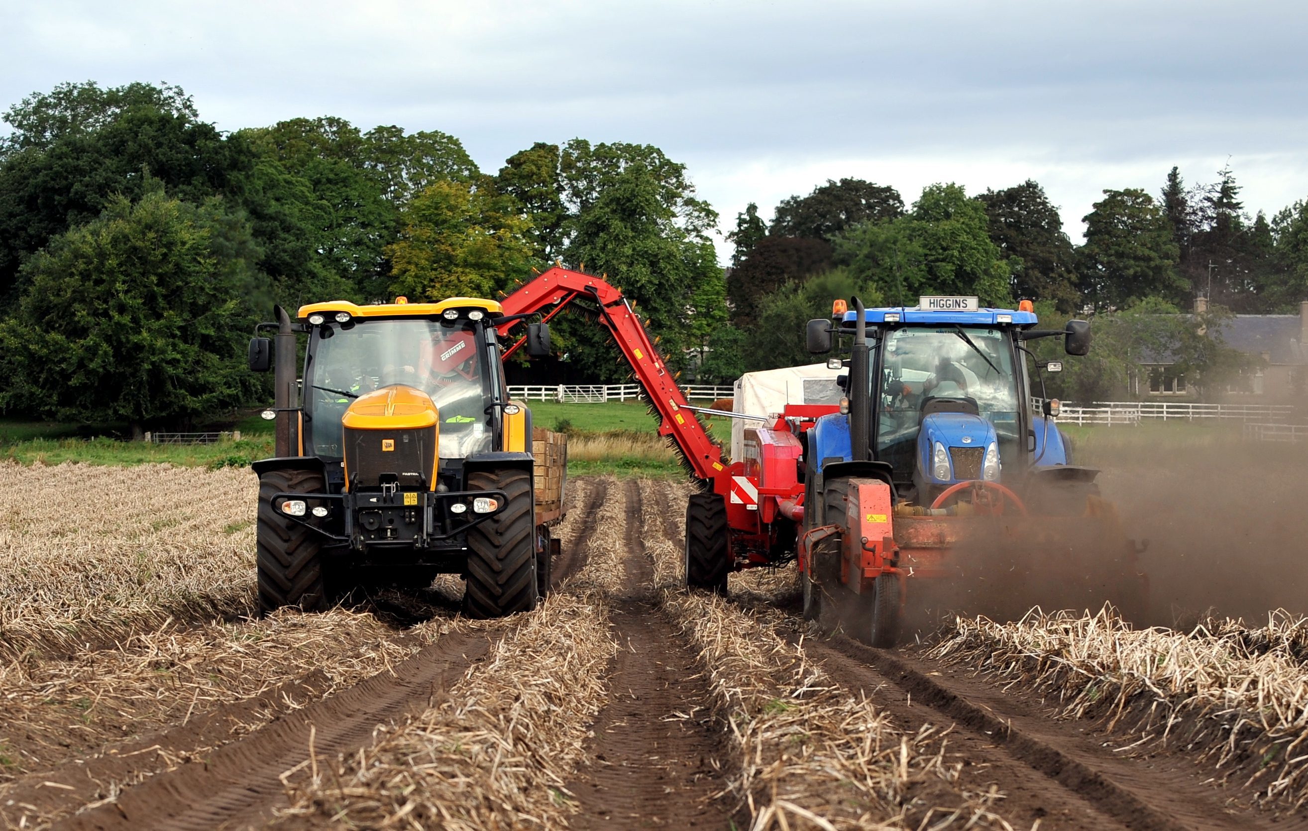 More than 50,000 tonnes of seed potatoes are expected to be exported to Egypt this year