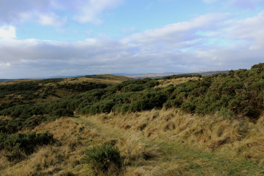 4-gorse-and-grassland-on-hill-of-alyth-james-carron-take-a-hike