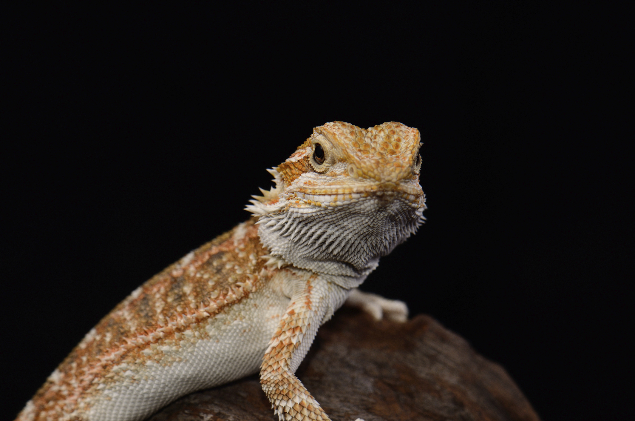 A bearded dragon has been stolen and is now in grave danger