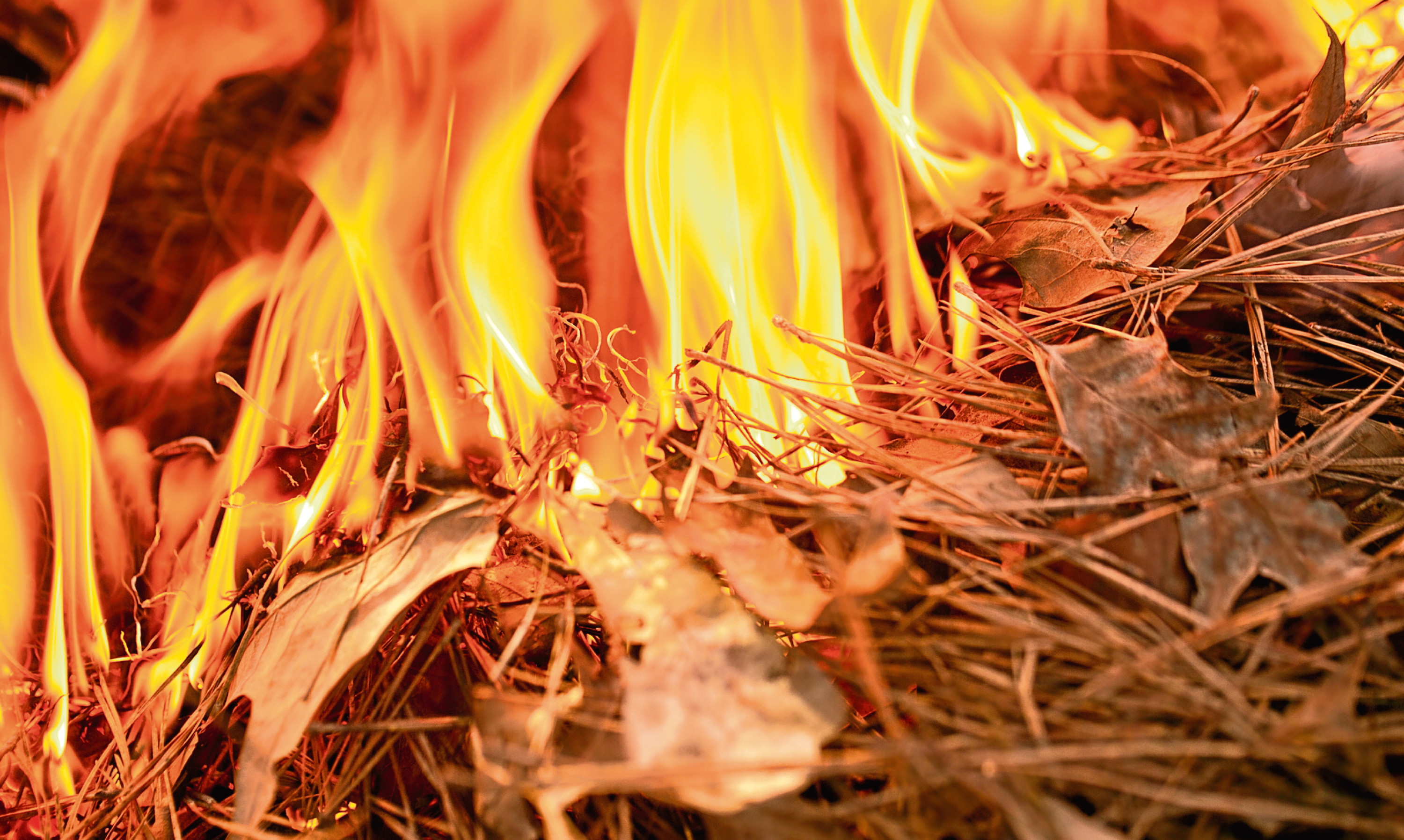 Leaves burning sparked a whole series of nostalgic thoughts for Lucy Penman.
Fire Burning through Forest Floor