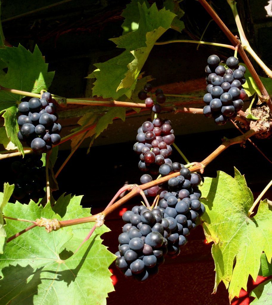Brant grapes ready to pick