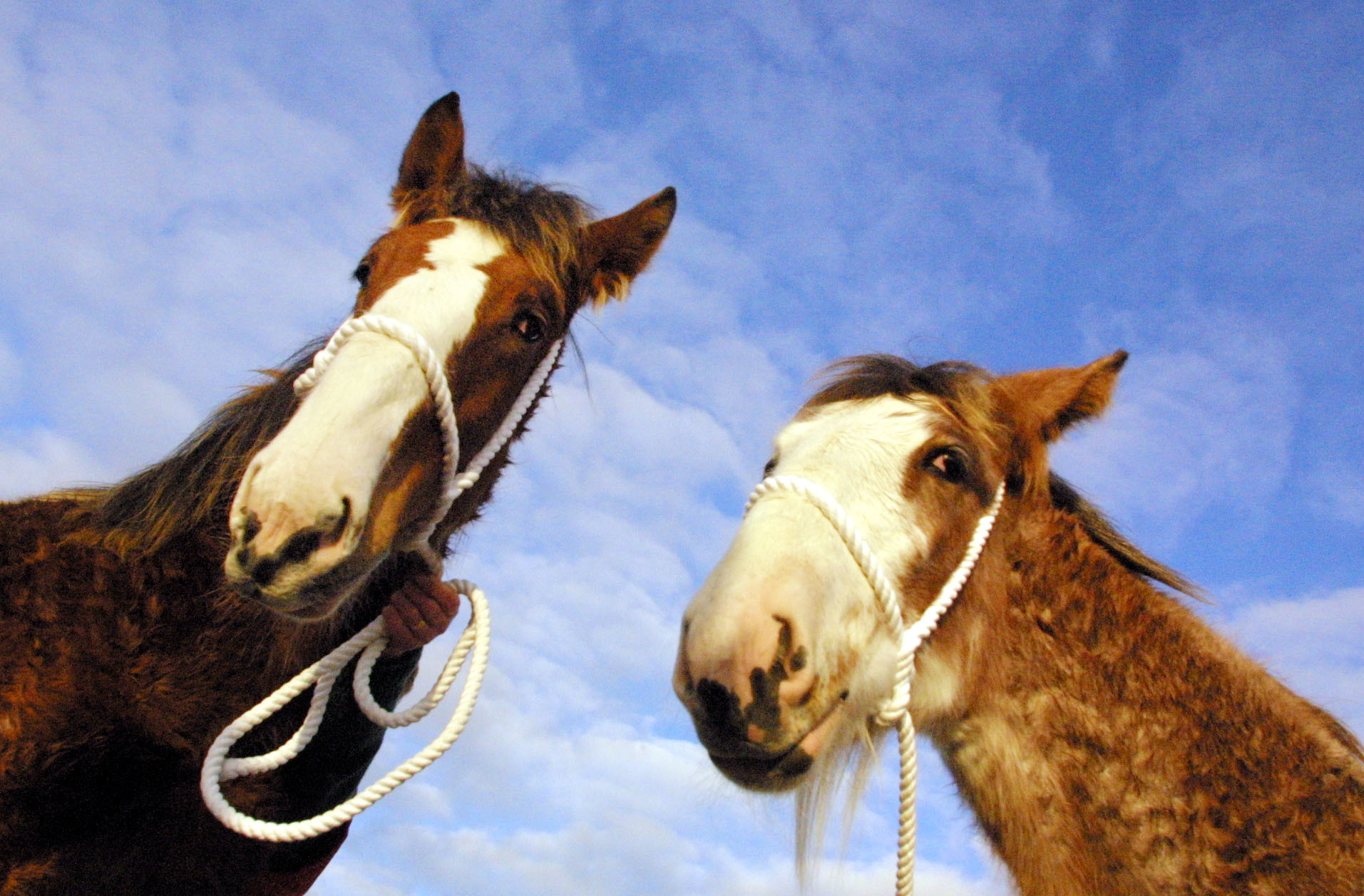 The North of Fife Foal Show will take place for the 100th time on Saturday, November 5