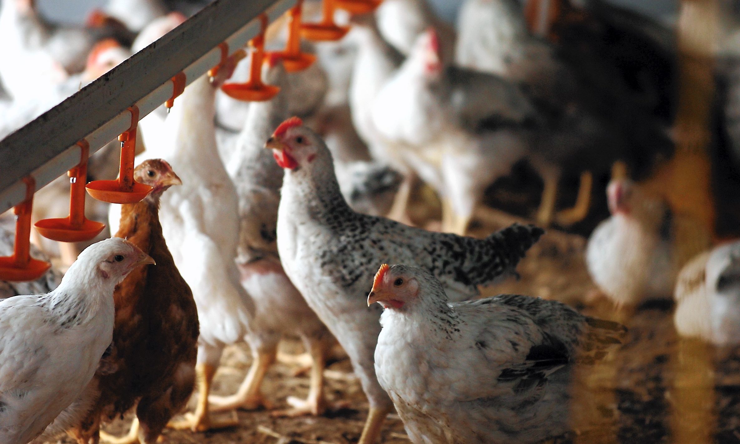 The chicken farm plan has provoked controversy.
