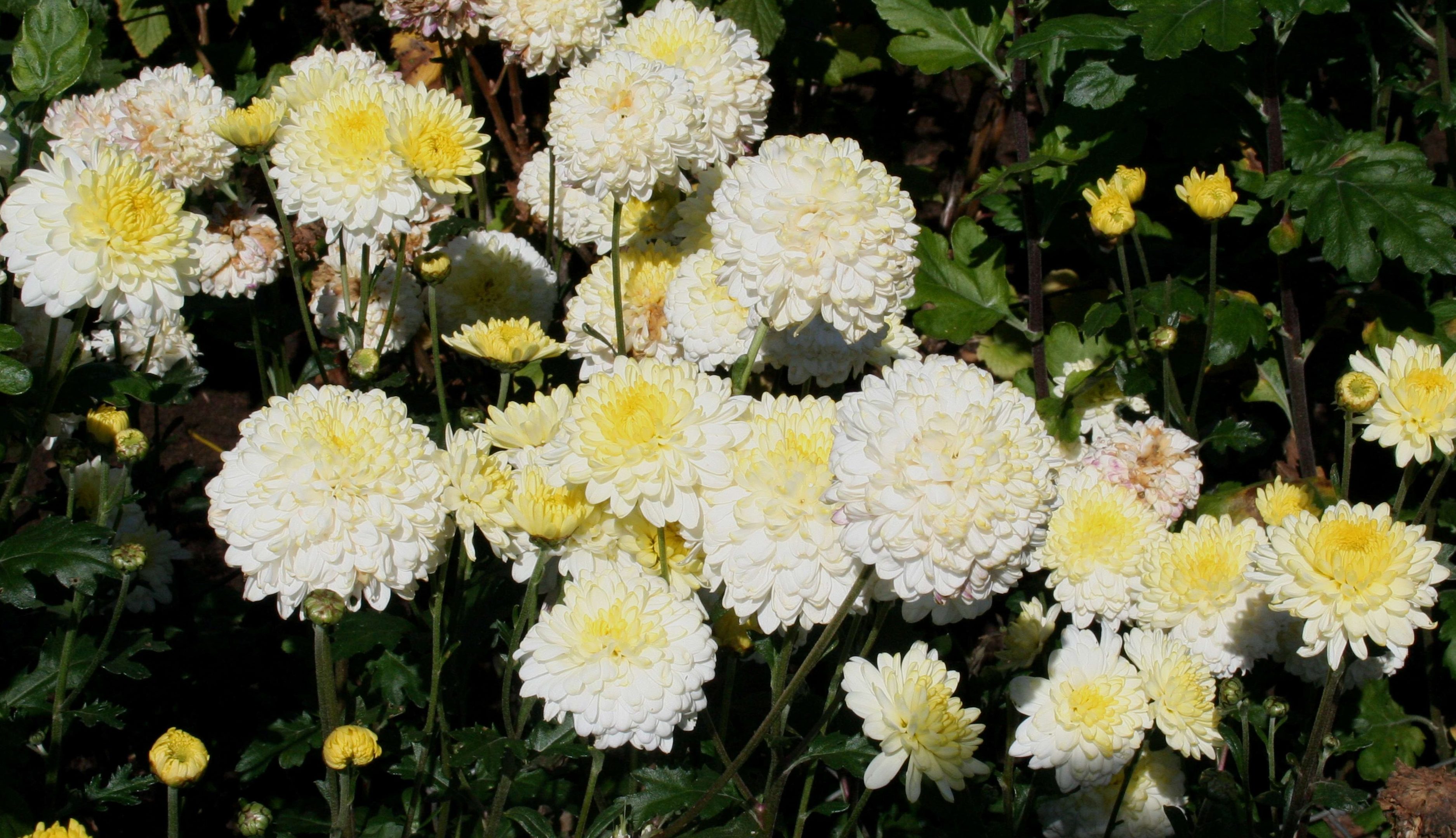 Chrysanthemum pennine ice