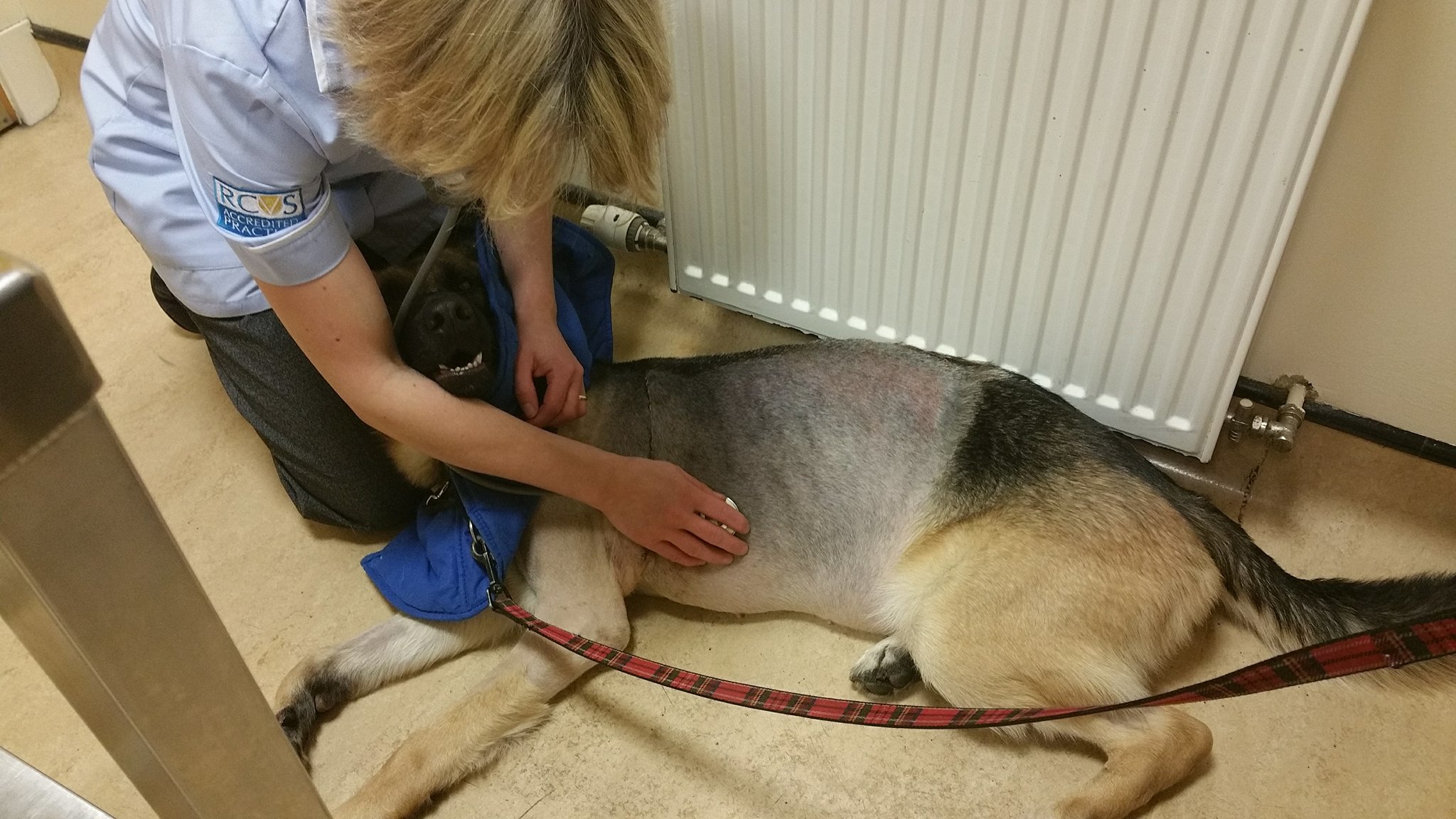 One of the dogs that was left with conjunctivitis as a result of mistreatment. Picture: Scottish SPCA