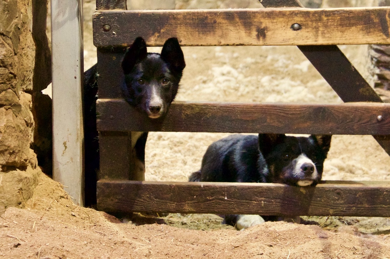 Midge and Roy in the sheep fank at Armadale